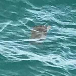 Meet your Posher, Melody